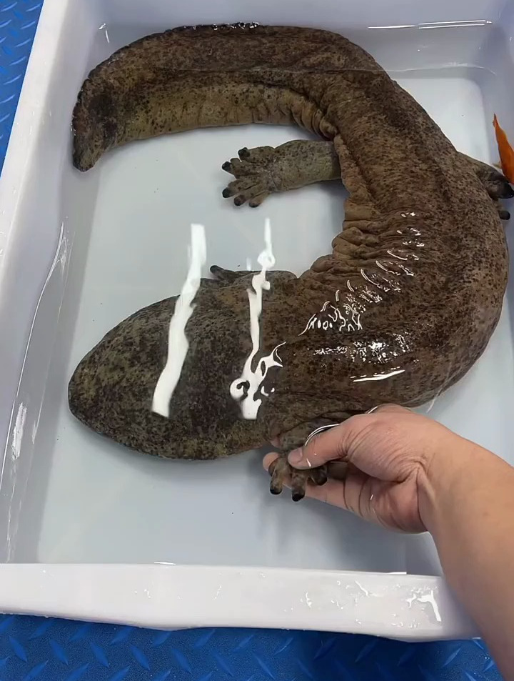 这眼睛可真难找好小啊哈哈哈哈哈哈哈哈