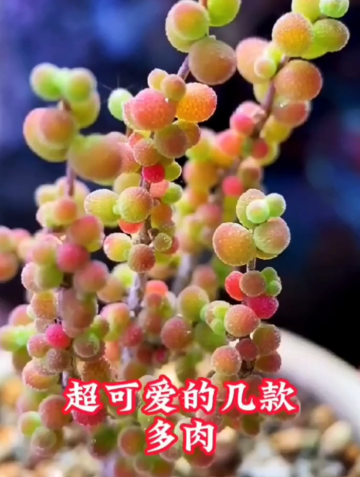 小巧爆盆的多肉品种是哪几款?这几款多肉看起来小巧玲珑又爱爆盆