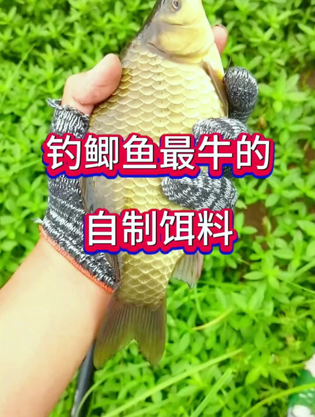 钓鲫鱼最牛最火的饵料,非常简单好用,新手也可以轻松连竿大板鲫