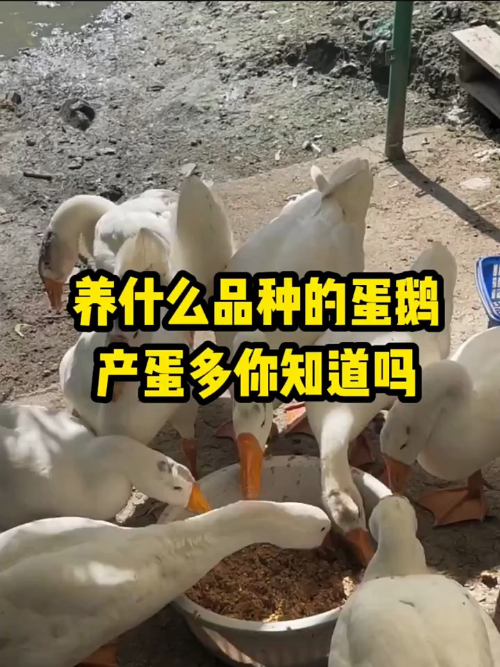 养什么品种的蛋鹅,产蛋多您知道吗?