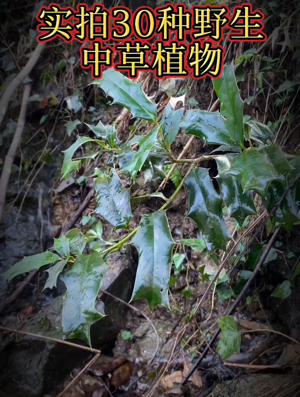 30种实拍大山里野生中草药看看你认识几种