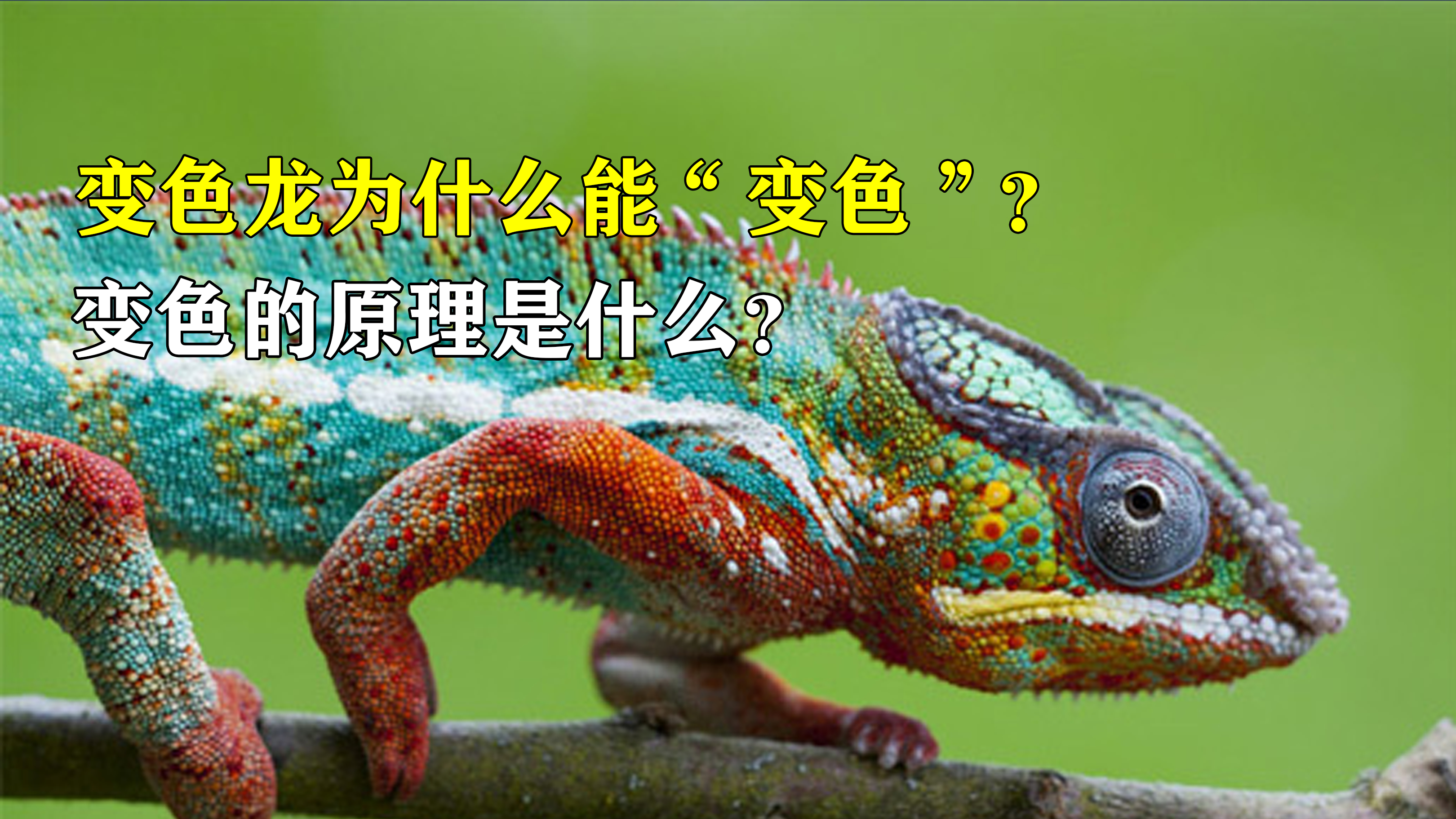 变色龙是怎么变色的?眼睛蒙住还能变色吗?被称自然界“魔术师”