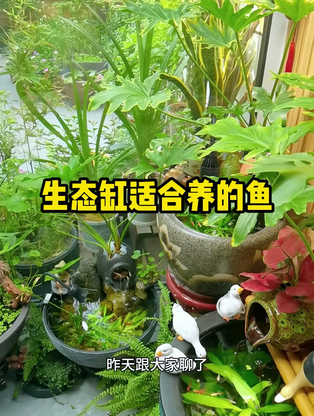 生态适合养什么鱼?看看这几种有没有你喜欢的!