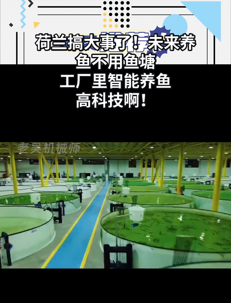荷兰搞大事了!未来养鱼不用鱼塘,工厂里智能养鱼,高科技啊!