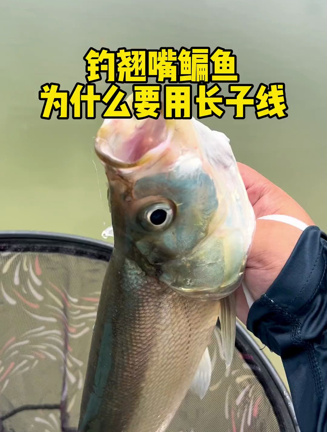 钓翘嘴 钓鳊鱼方法 户外钓鱼 超长子线双钩 草鱼子线双钩