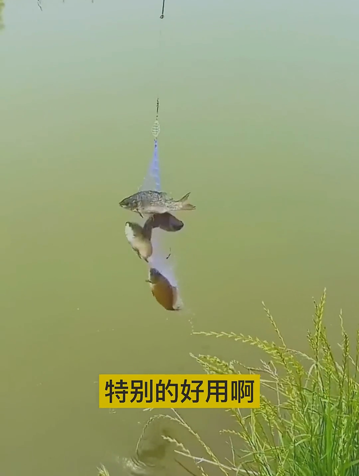 喜欢吃鱼不会抓鱼的,你可以试试这个霸王捆,丢小河里就能吃上鱼