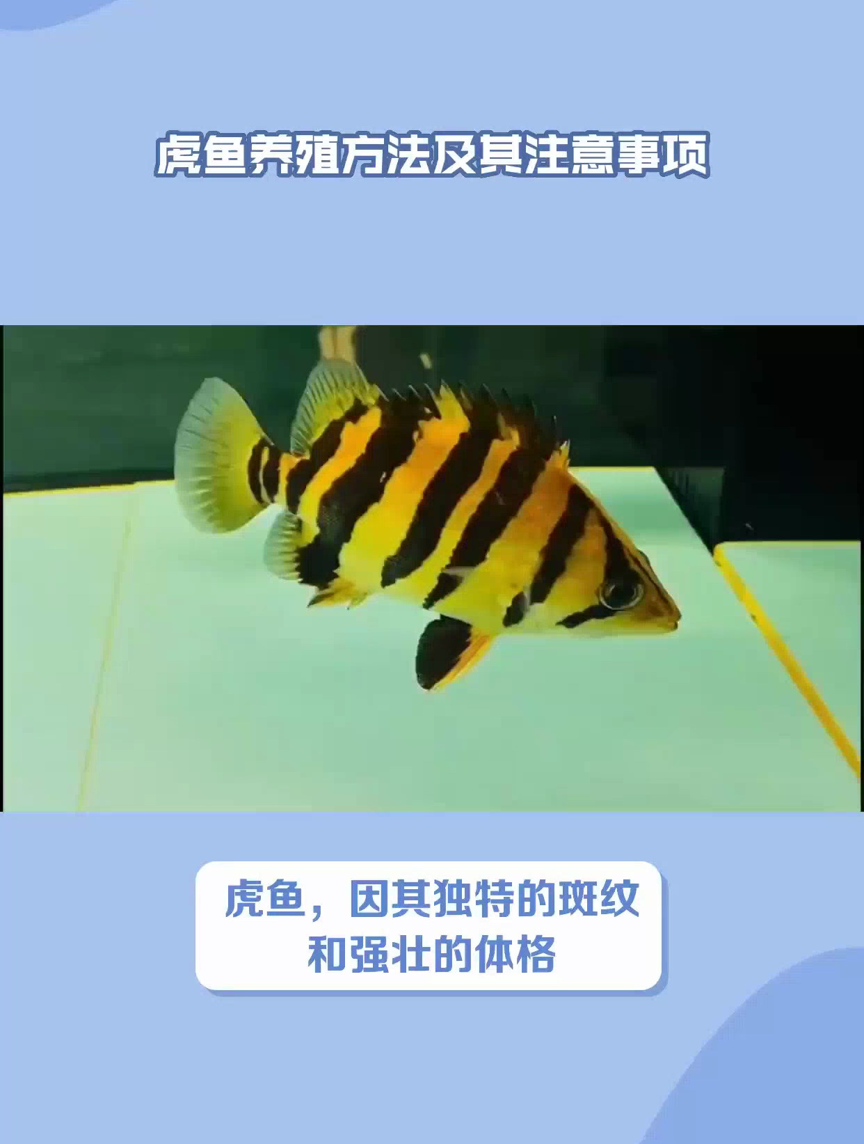 虎鱼的养殖方法和注意事项