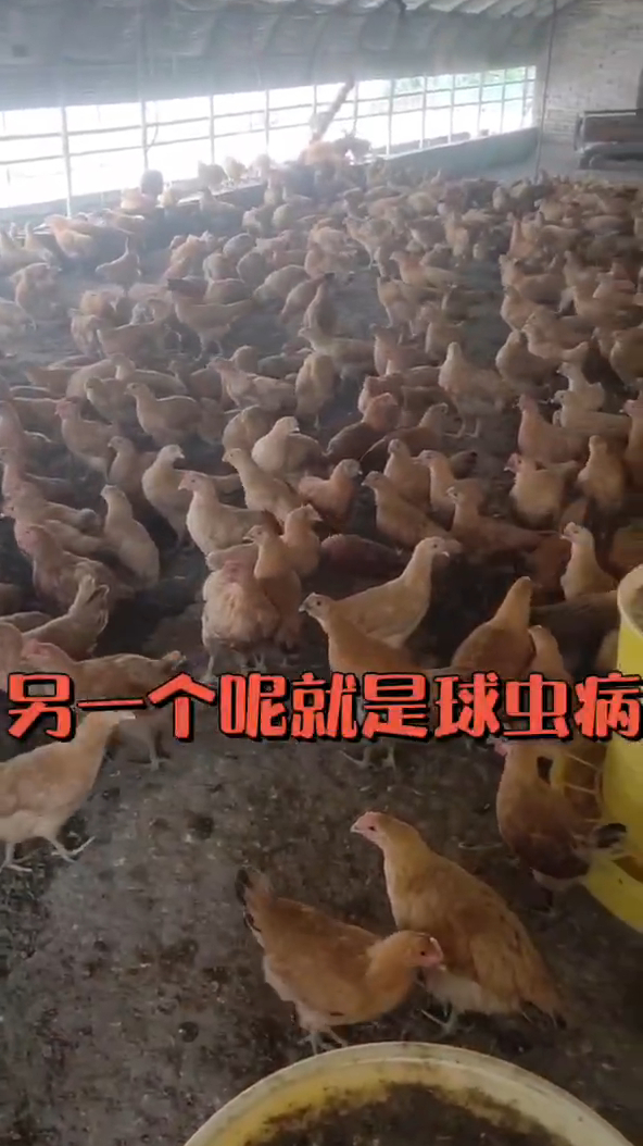 鸡球虫粪便鸡小肠球虫鸡拉虫子是怎么回事鸡盲肠球虫鸡球虫和肠炎粪便
