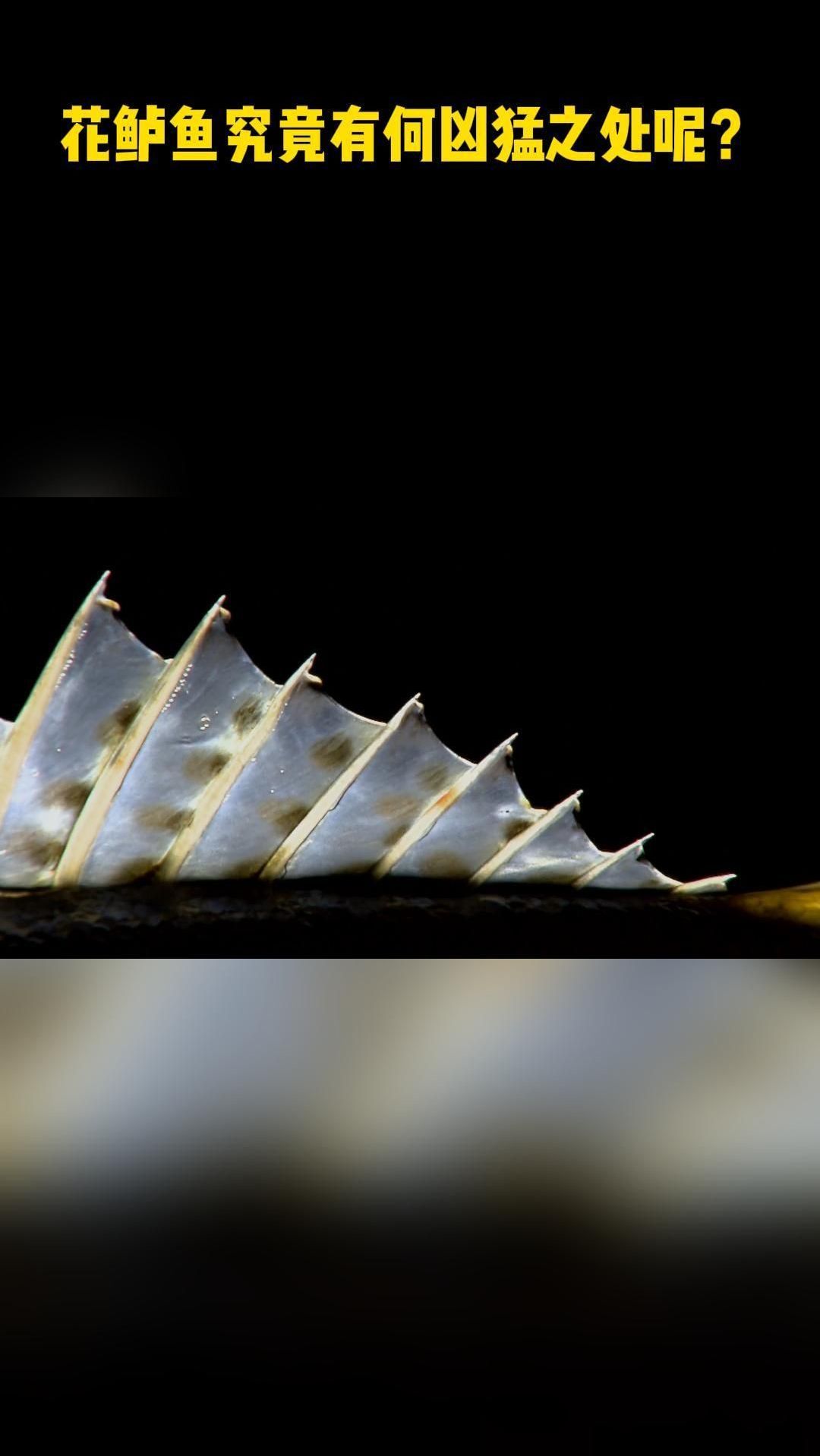 花鲈鱼究竟有何凶猛之处呢?
