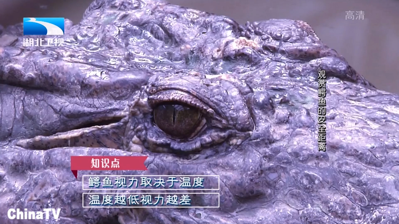 大多时候鳄鱼很安静,鳄鱼在什么情况下攻击人?现场实验揭答案