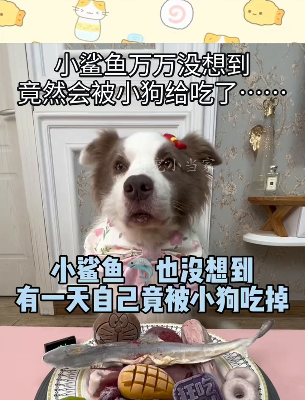 小鲨鱼万万没想到,竟然会被小狗给吃了……