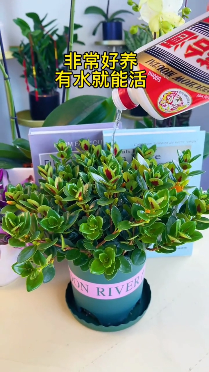 金鱼吊兰又叫年年有鱼,花期长给水就能活。花苞就跟金鱼一样
