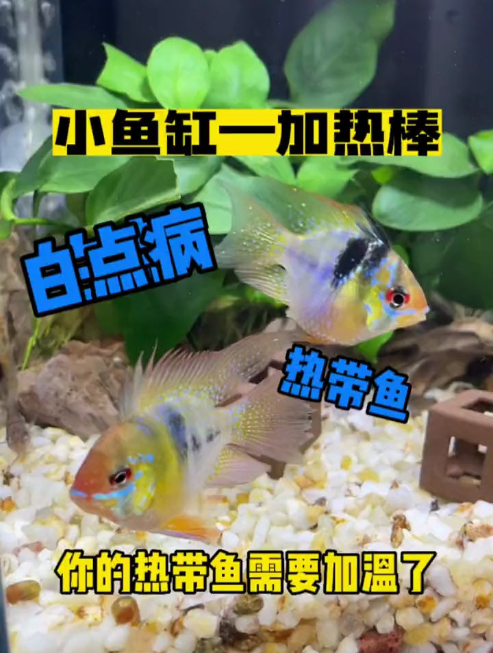 你的热带鱼白点了吗?小鱼缸加热棒了解一下