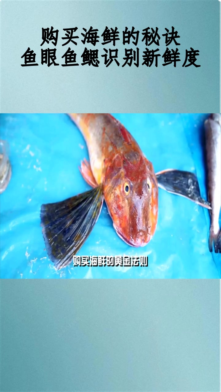 购买海鲜的秘诀:鱼眼鱼鳃识别新鲜度