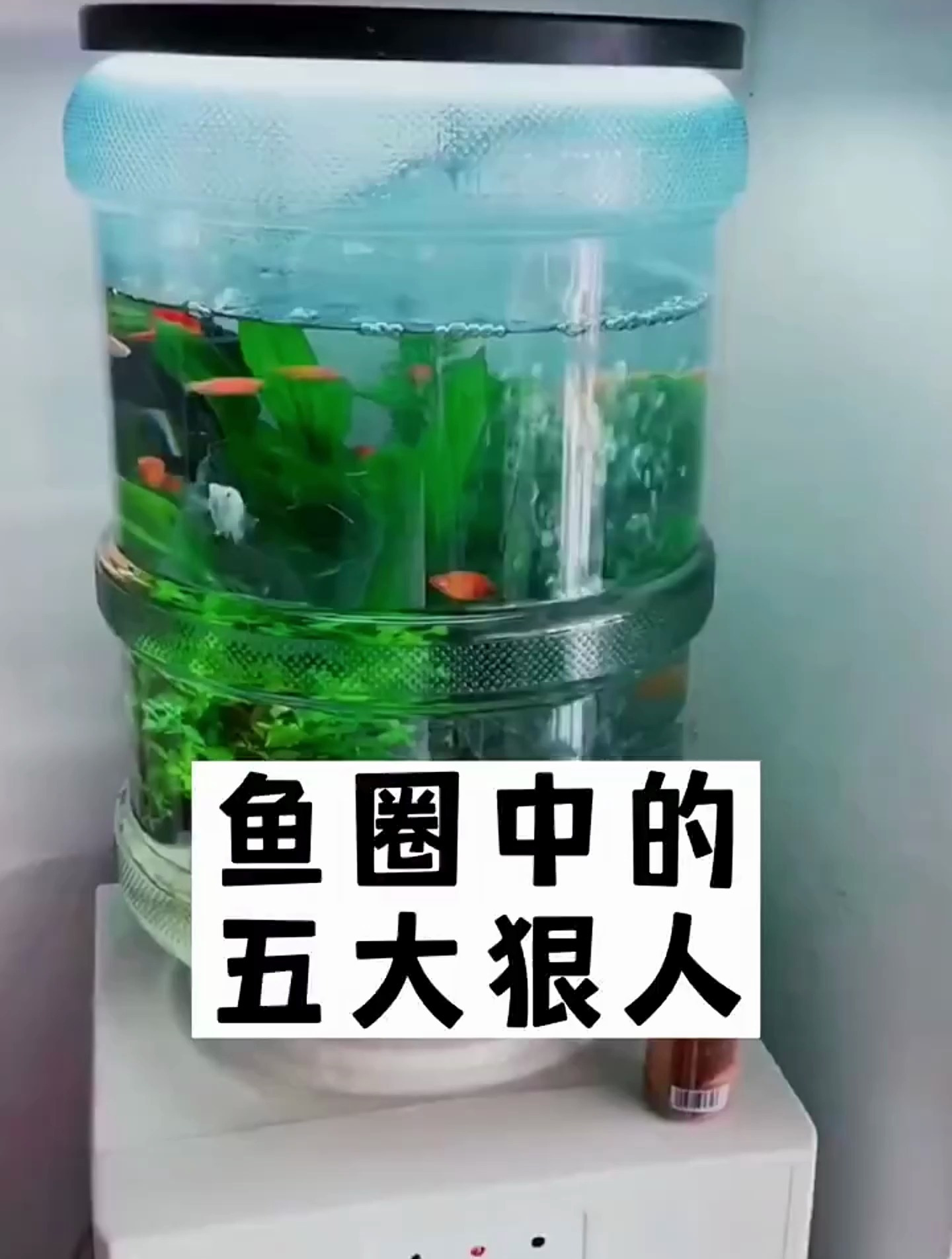 鱼圈中的5大狠人,鱼友们对号入座,说的是你吗