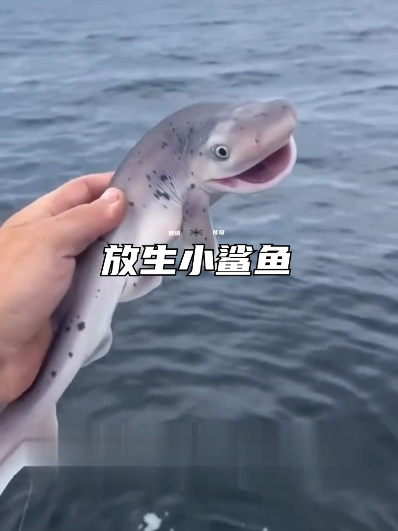 国外小哥钓起一条小鲨鱼,决定放生,多年后小鲨鱼居然这样报恩