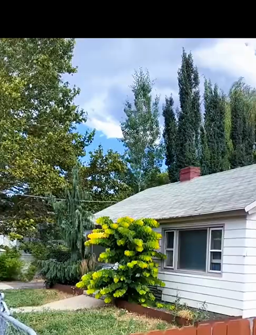 看了让人头晕?加拿大紫荆树:四色叶片重叠如马赛克