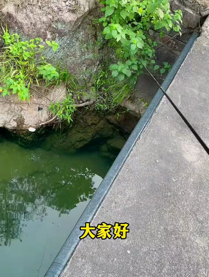 山间小溪钓石斑鱼,浅水期溪石斑钓鱼小技巧