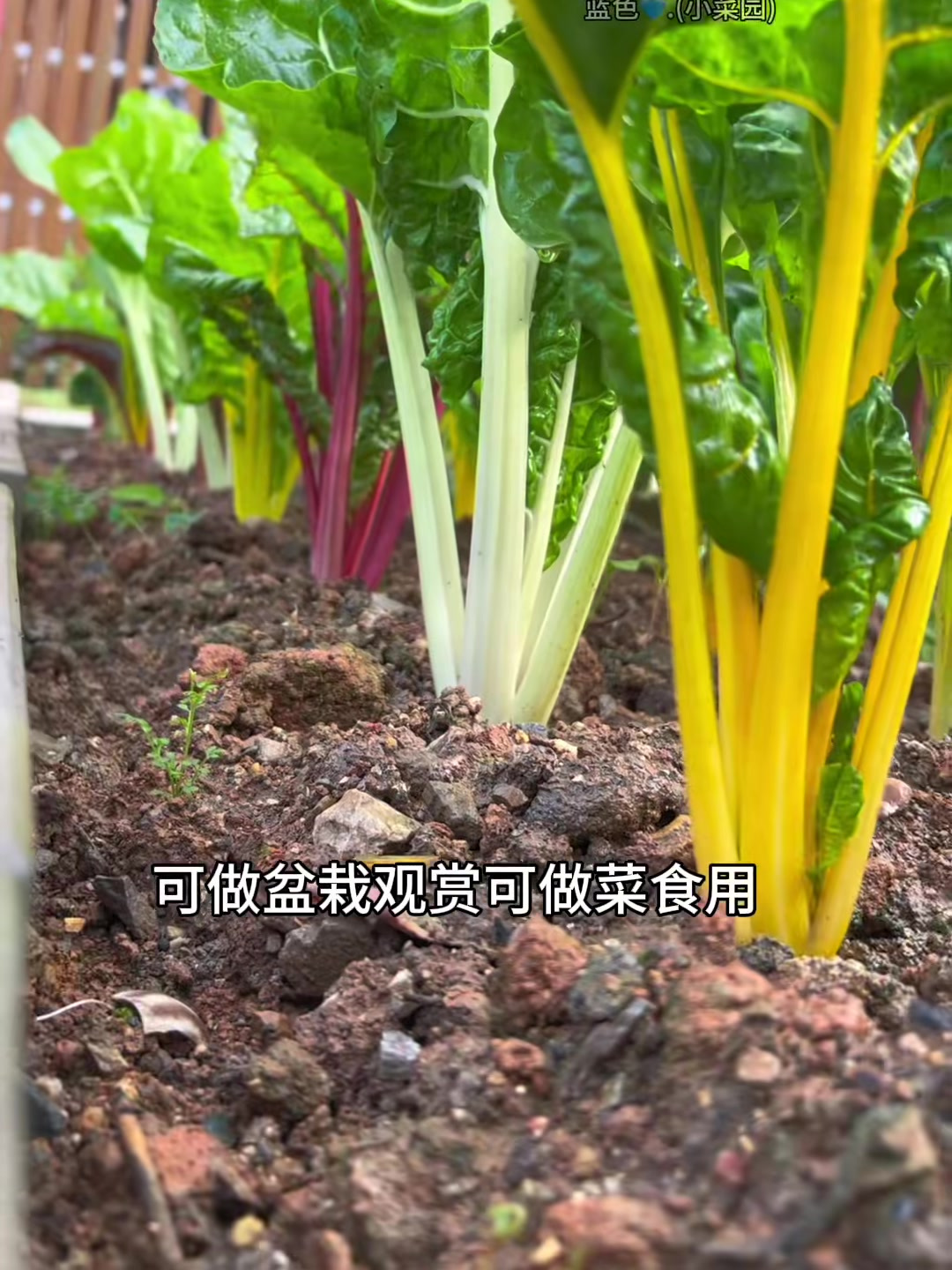 多彩甜菜好看又好吃