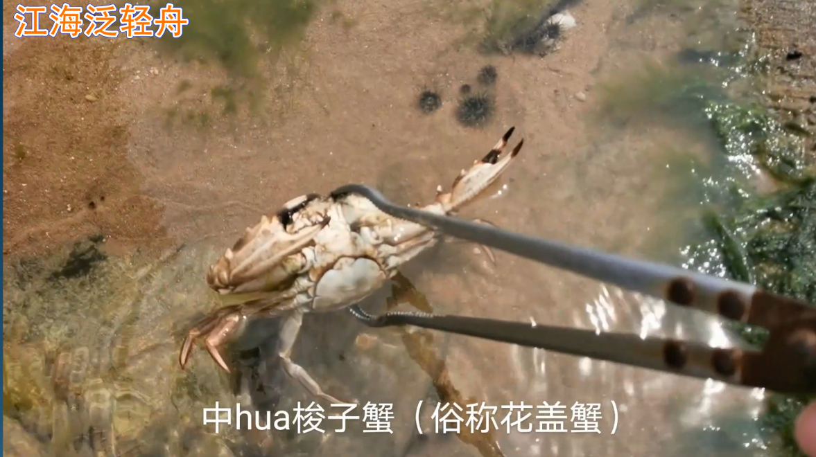 赶海走大运,不仅抓到了八爪鱼,还捕获4条野生鳎目鱼