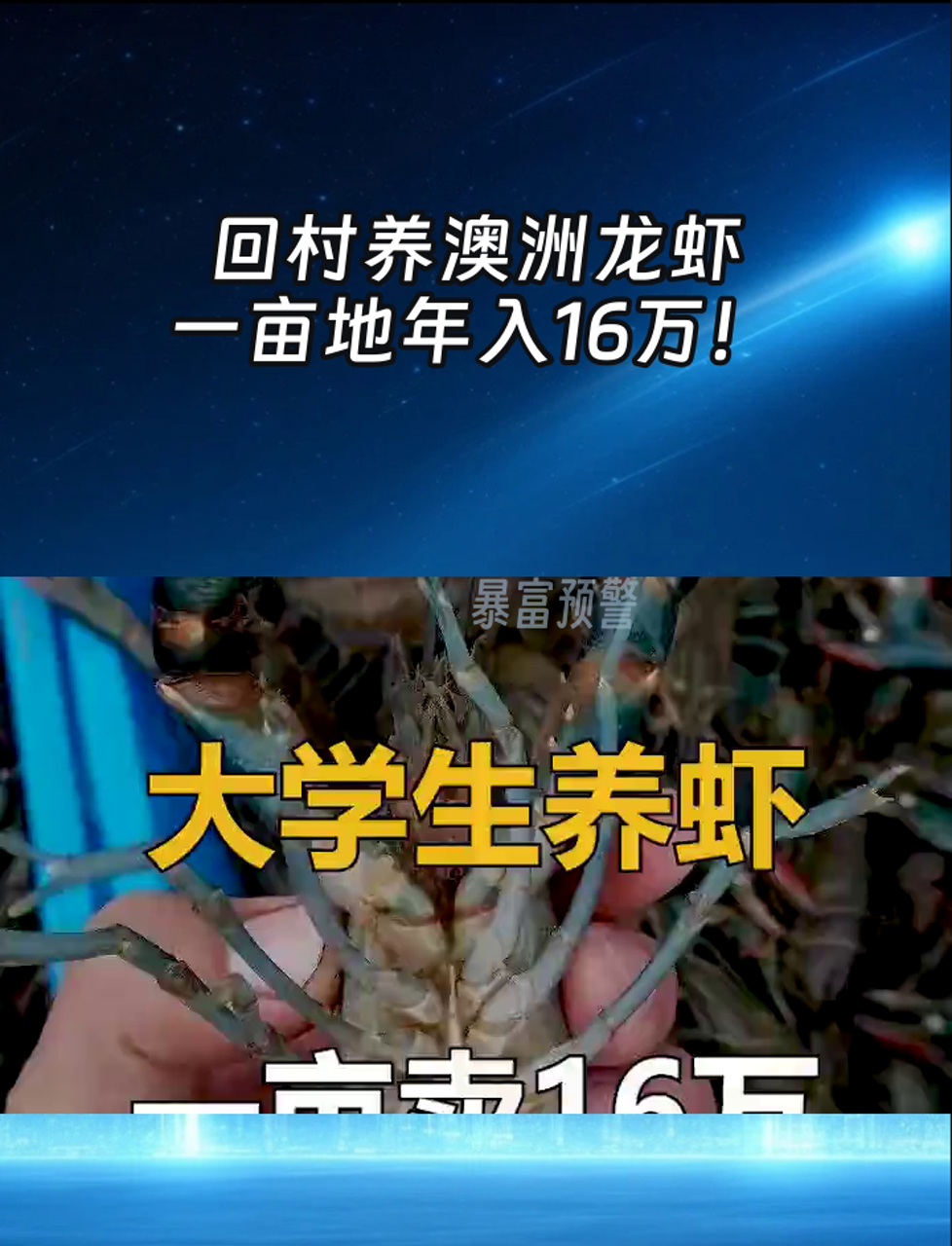 回村养澳洲龙虾,一亩地年入16万!