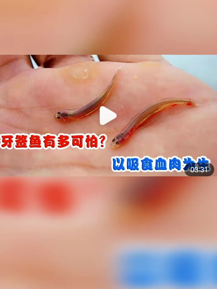 牙签鱼有多可怕?从尿道钻入人体,以吸食血肉为生