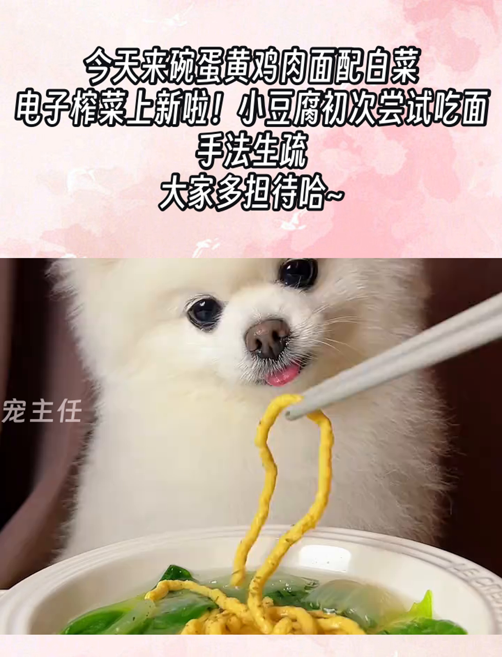 今天来碗蛋黄鸡肉面配白菜,电子榨菜上新啦!小豆腐初次尝试吃面,手法生疏,大家多担待哈~