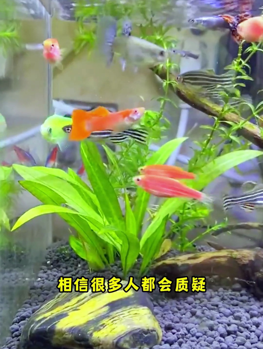荧光斑马可以买吗?给大家详细讲解一下斑马鱼!完全可以放心购买