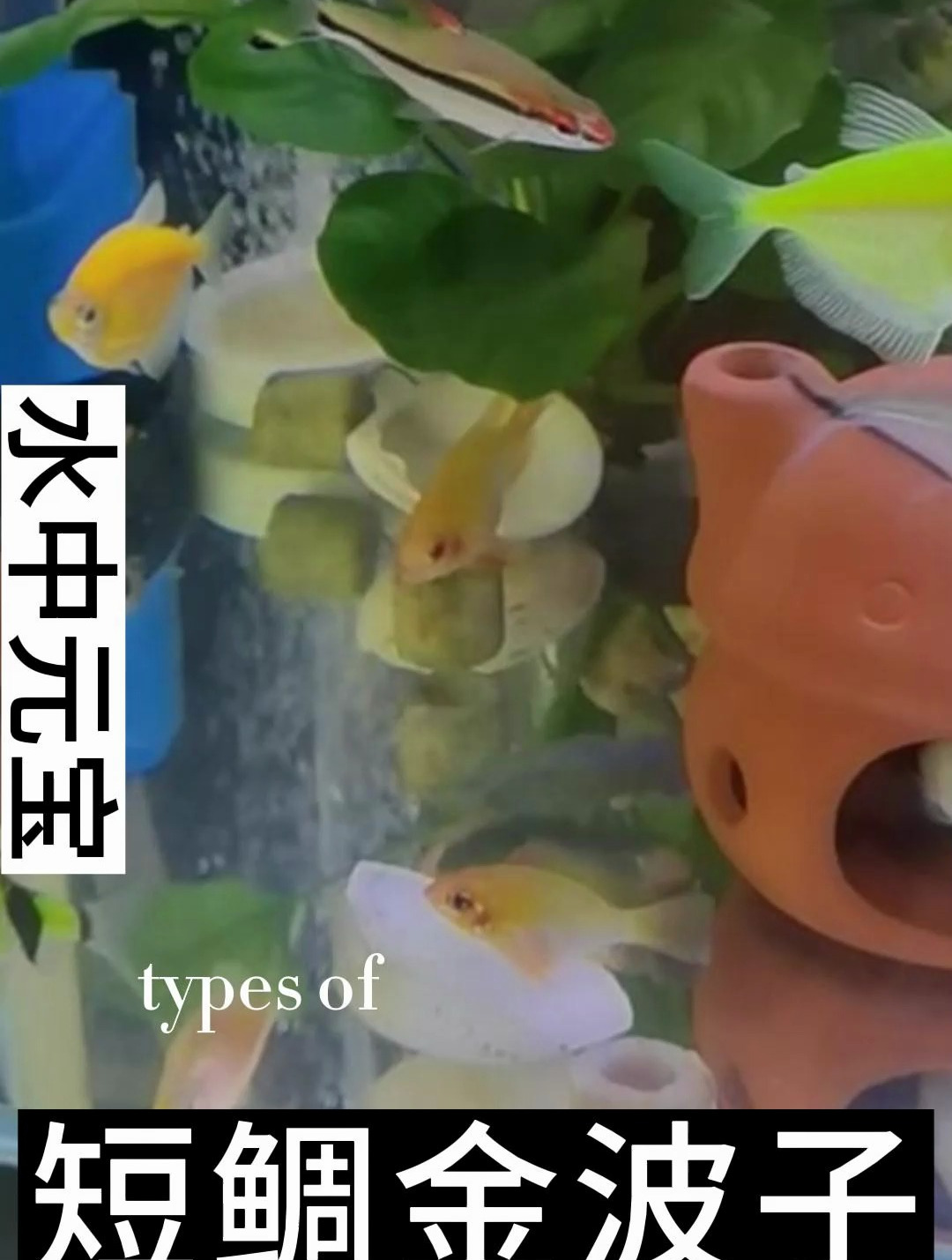 金波子成年鱼体长6～9厘米,和玻利维亚凤凰同属,但颜色更为靓丽