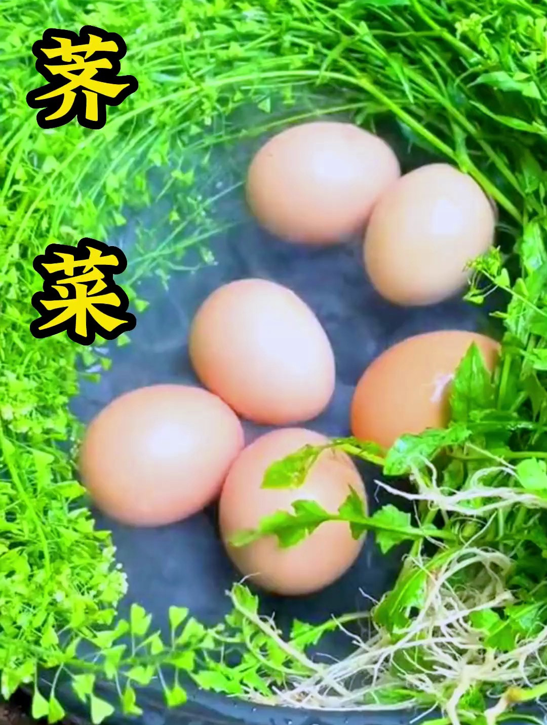 植物科普:你见过荠菜吗,你的家乡有这种植物吗?