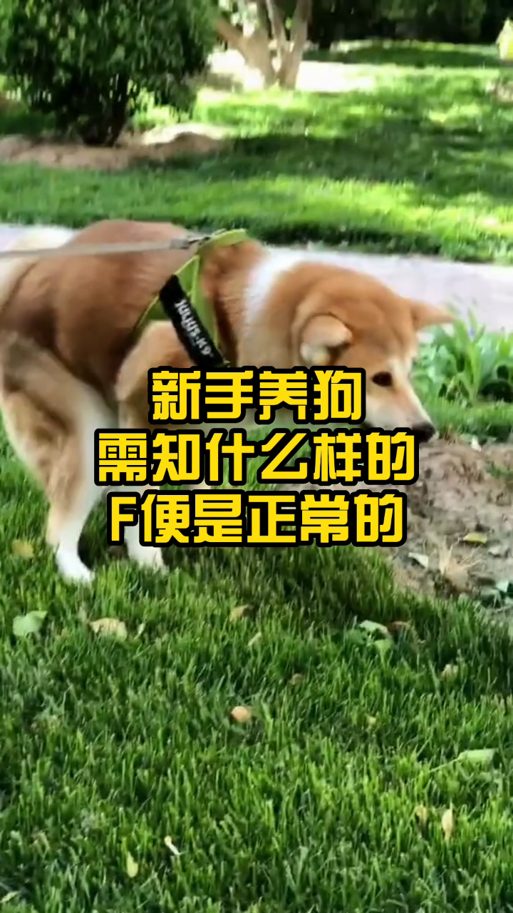 新手养狗需知什么样的粪便是正常的