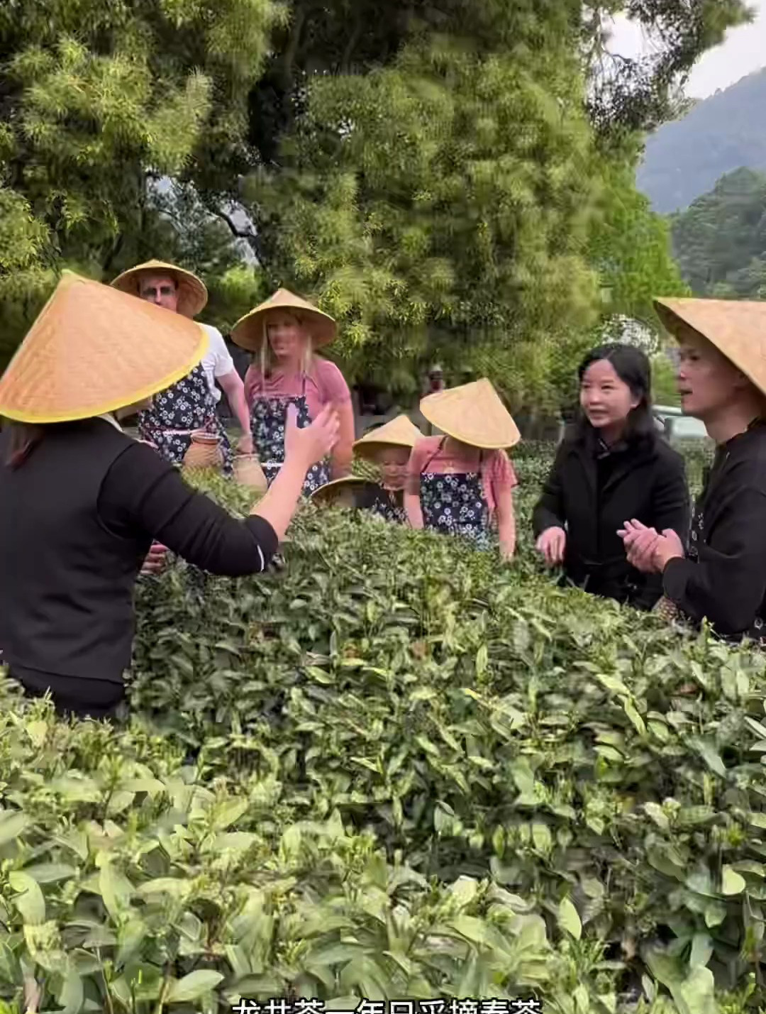英国一家五口游中国,打卡杭州梅家坞龙井茶园,体验摘茶炒茶!