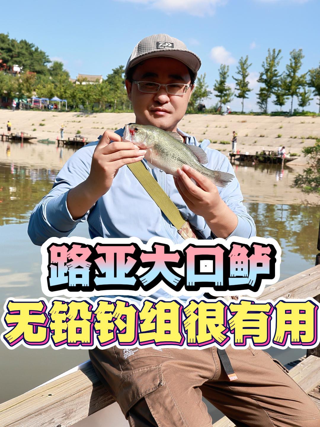 想要在水库路亚大口鲈鱼,用无铅钓组应该采用什么操作?