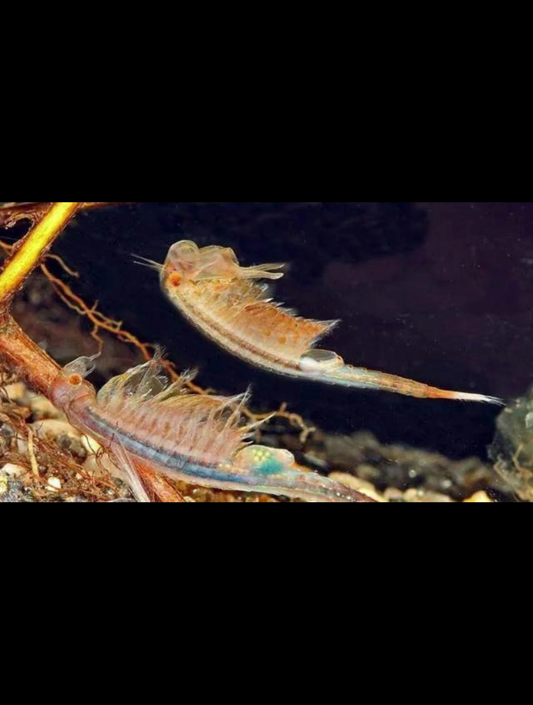 江苏发现恐龙时代的仙女虾,虾卵开水煮仍可孵化,如此强大