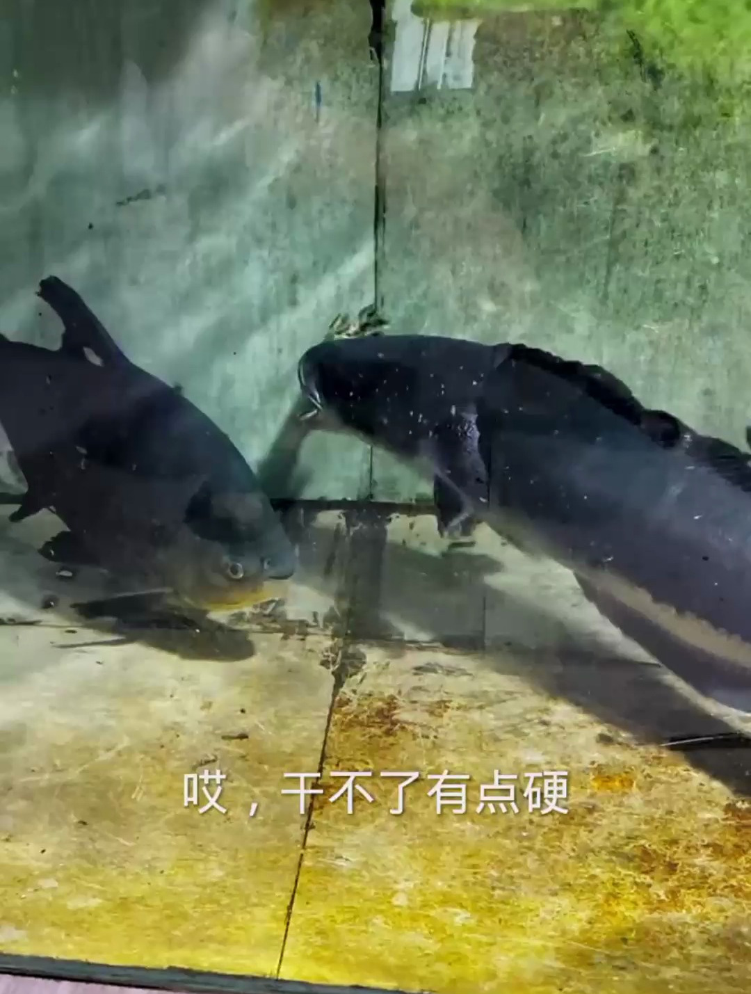 18——多鳗鱼可以搞鳄雀鳝,但是河豚的防御是真的高!