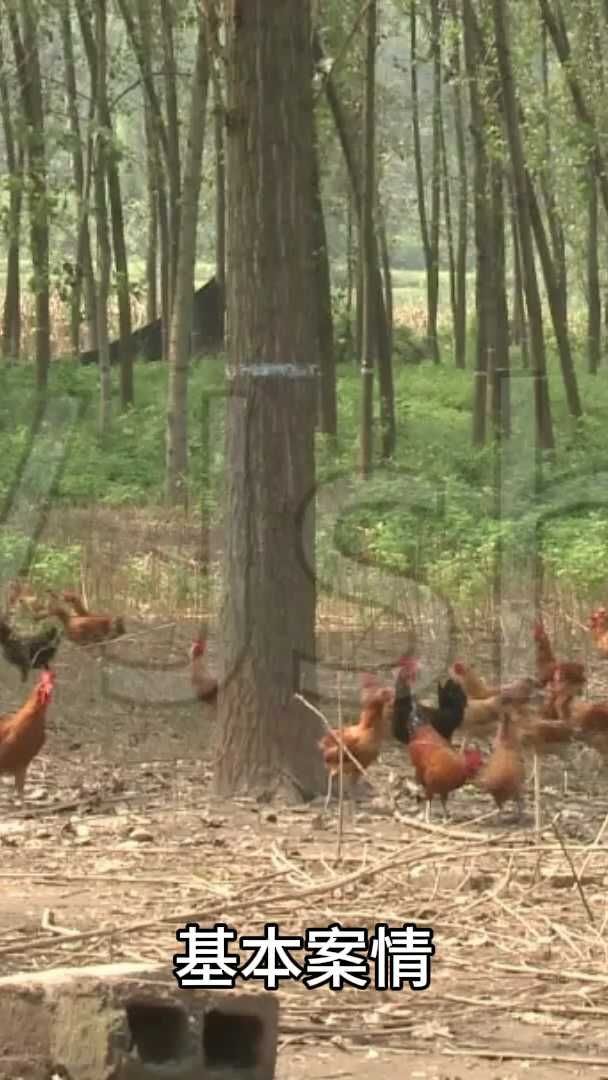 非法捕猎野鸡、斑鸠?获刑、赔钱!