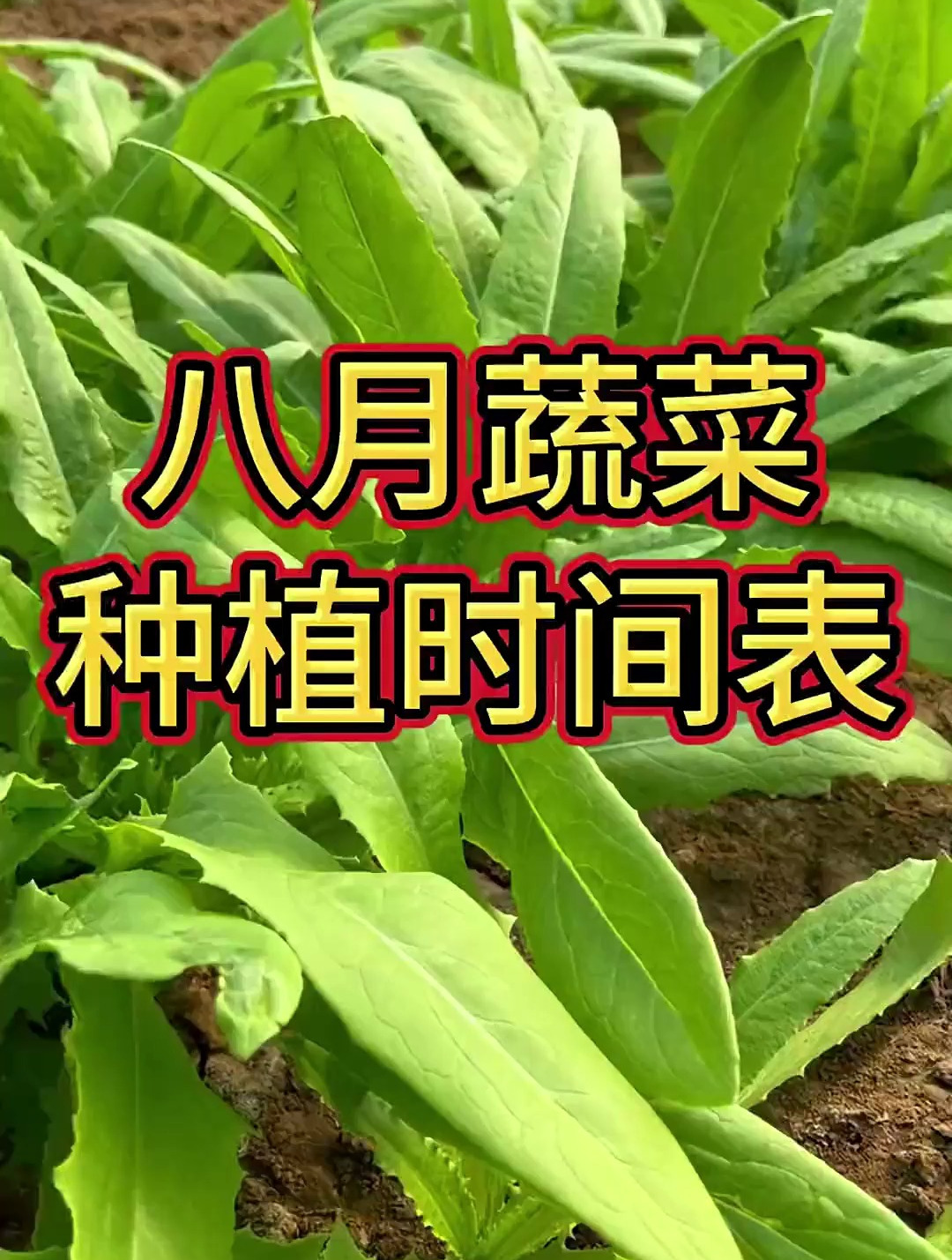 八月蔬菜种植的时间表