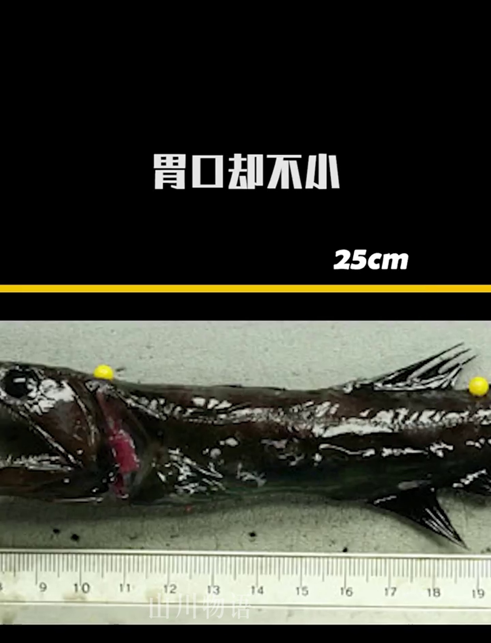 深海里的超级吃货:黑叉齿鱼