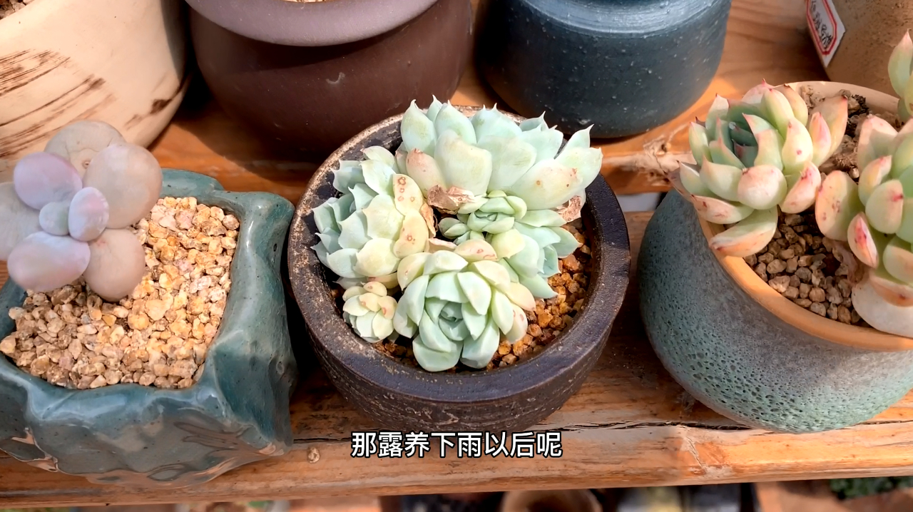 多肉植物之阿尔巴白月影-养护纯干货