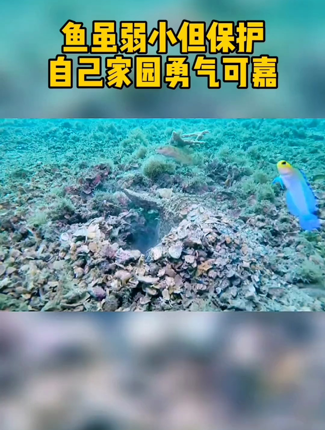 海底世界的小鱼三炮赶走入侵者真是挺厉害的,勇气没的说!