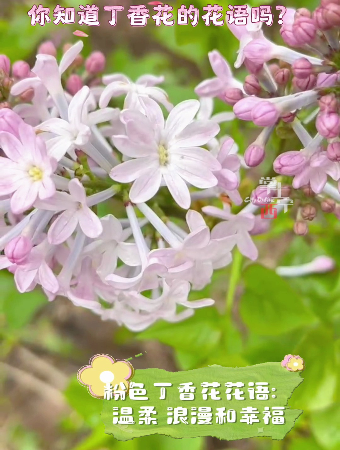 你知道丁香花的花语吗?