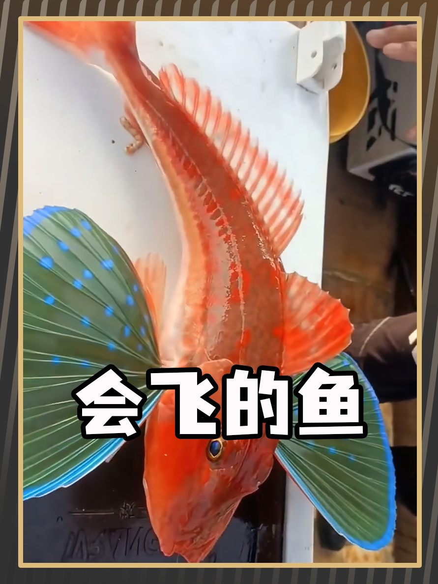 这是一只会飞的鱼!
