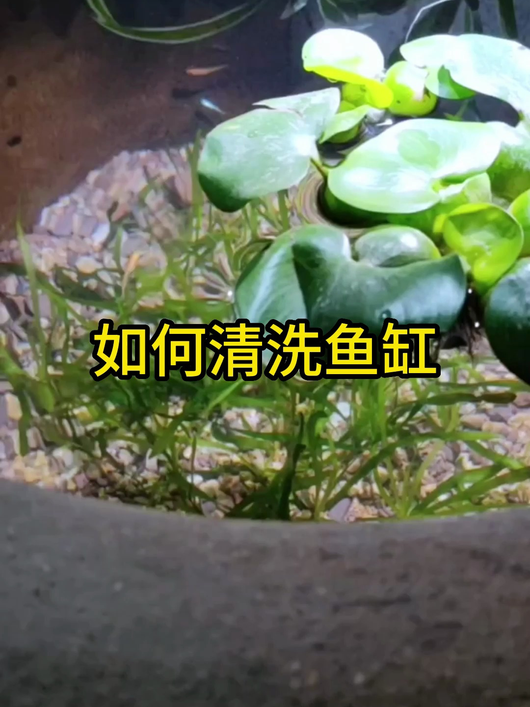 如何清洗鱼缸?这个方法也太方便了!