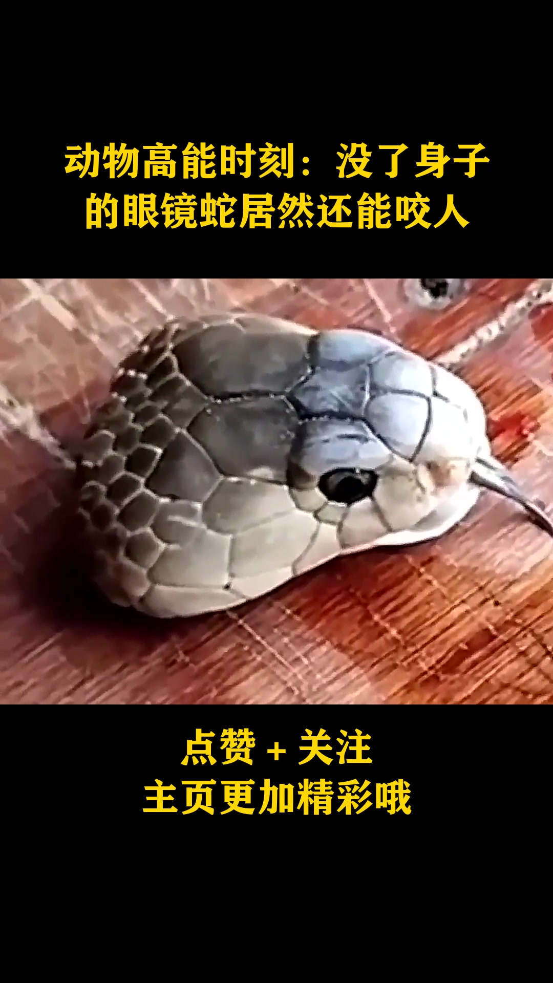 动物高能时刻:没了身子的眼镜蛇居然还能咬人
