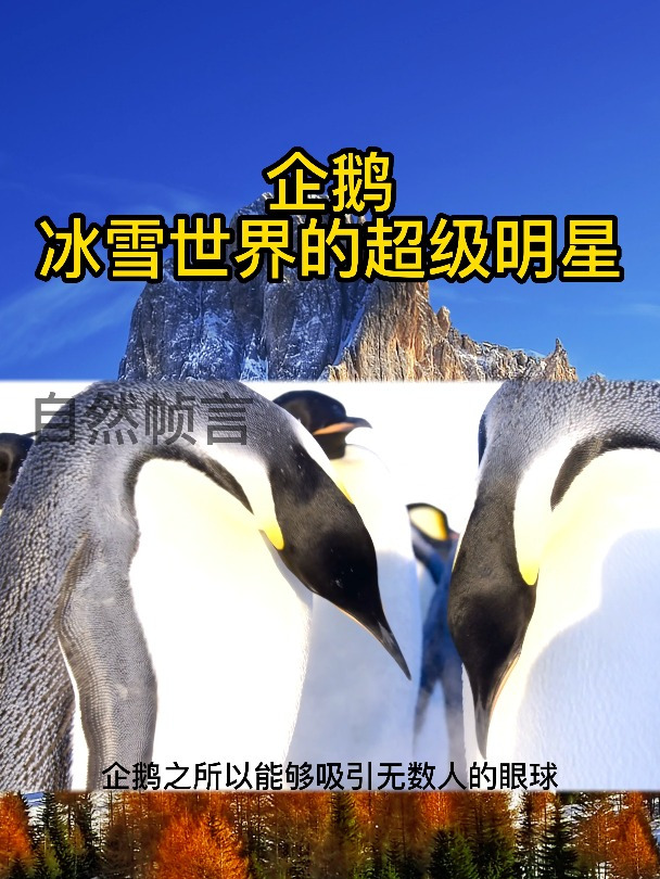 企鹅,冰雪世界的超级明星