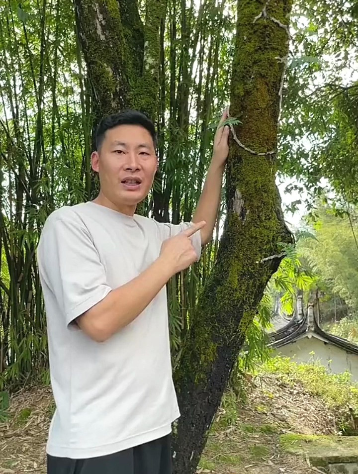 白毛骨碎补也叫白毛蛇,具有祛风,散湿,止痛之效