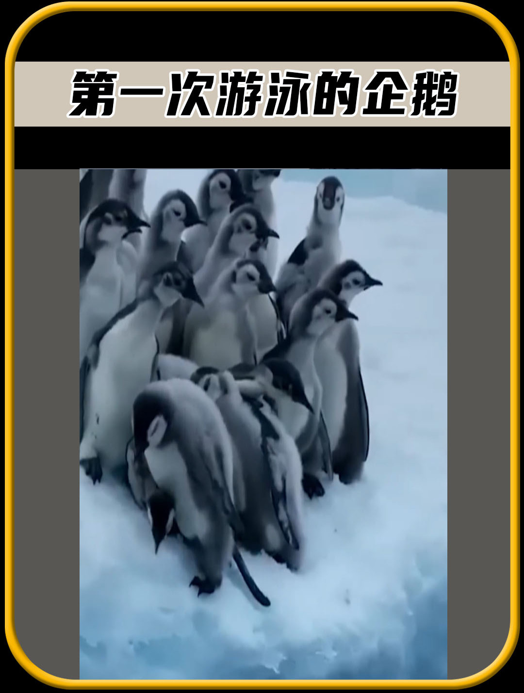 这是小企鹅第一次游泳,真是太可爱了