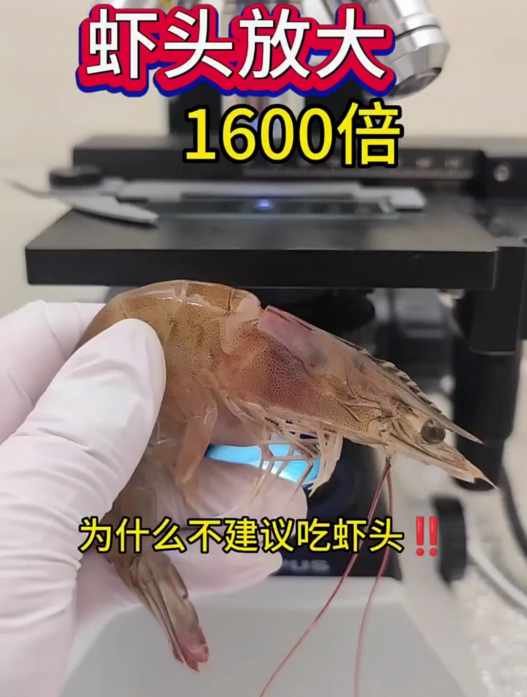 虾头放大,为什么不建议吃,因为虾的器官都在虾头