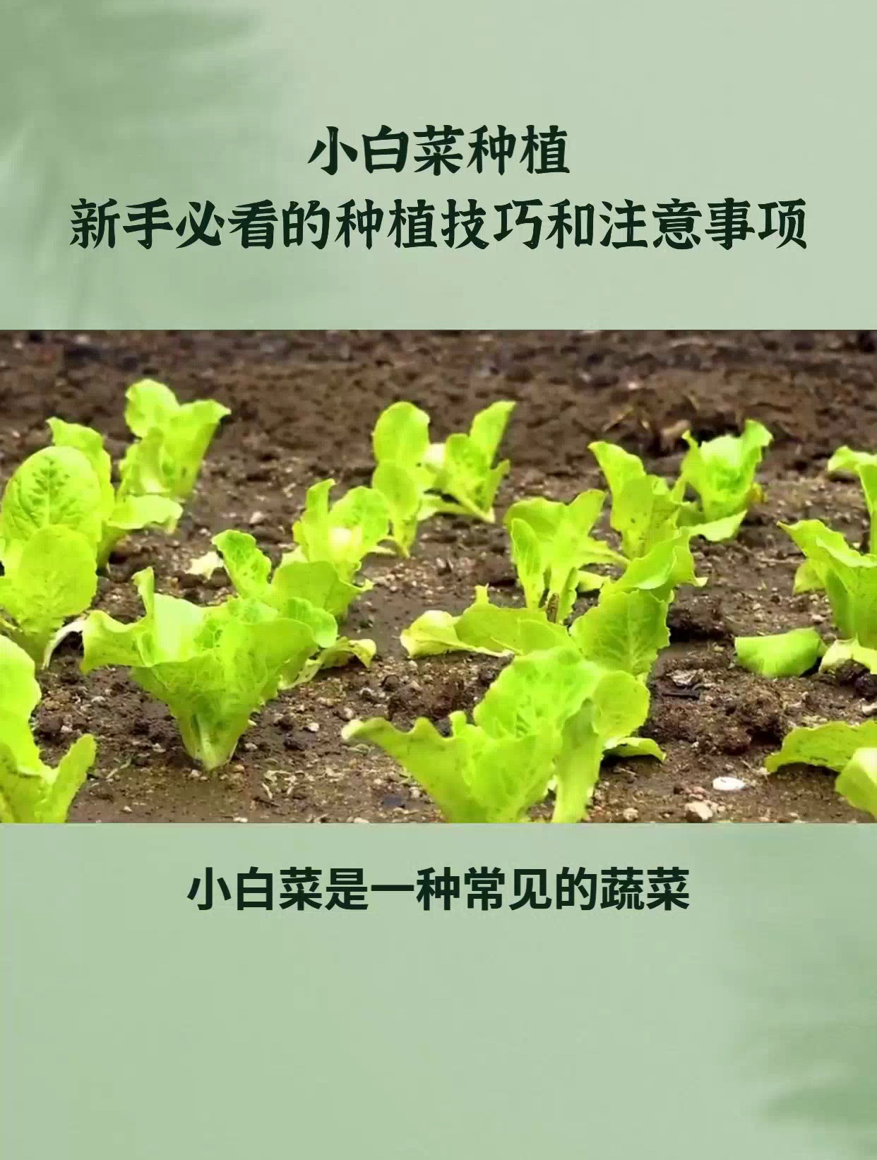 小白菜出苗时间,5天见效,10天大变样!