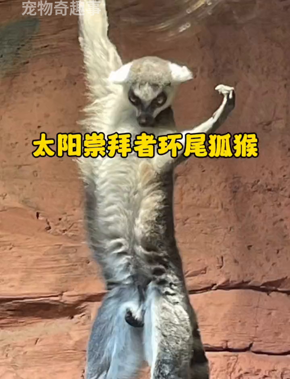 真没想到环尾狐猴原来是这样的!